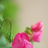 2009/06/15 thumbnail
