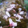 2010/05/13 thumbnail
