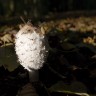 2011/10/31 thumbnail